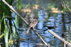 124 Sparrow, Song, 2023-05130646 Ipswitch River Wildlife Sanctuary, MA